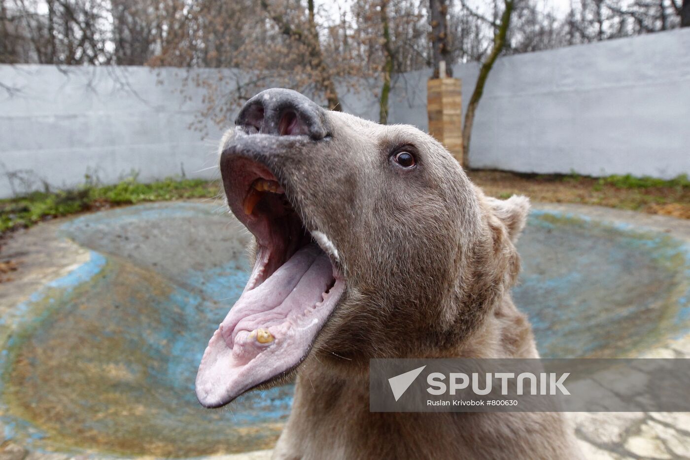 Stepan the Bear in Losiny Ostrov Park