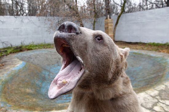 Stepan the Bear in Losiny Ostrov Park