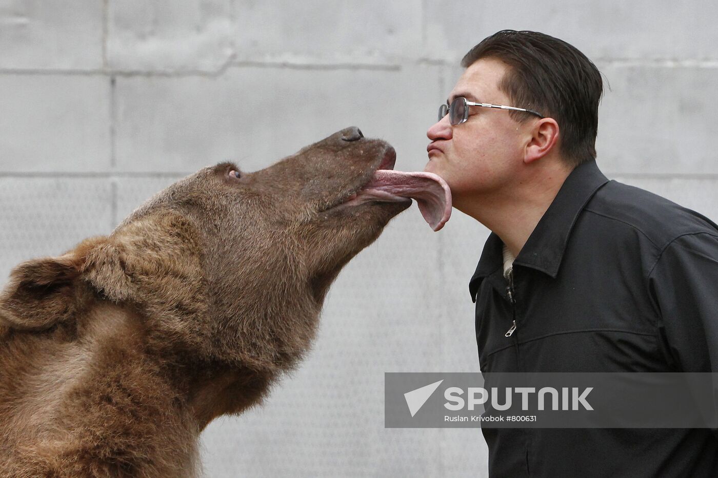Stepan the Bear in Losiny Ostrov Park