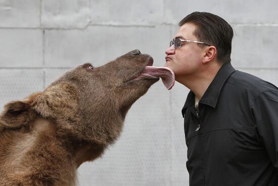 Stepan the Bear in Losiny Ostrov Park