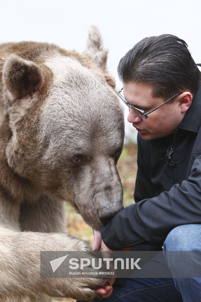 Stepan the Bear in Losiny Ostrov Park