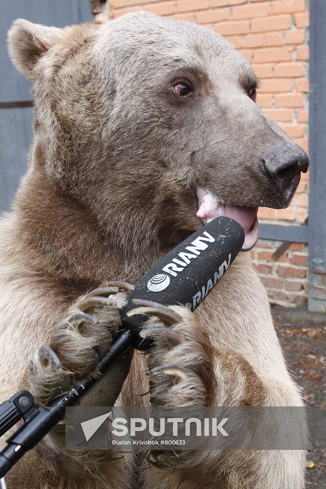 Stepan the Bear in Losiny Ostrov Park