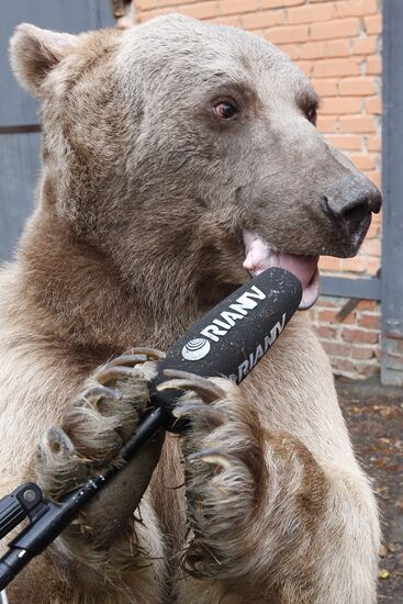 Stepan the Bear in Losiny Ostrov Park