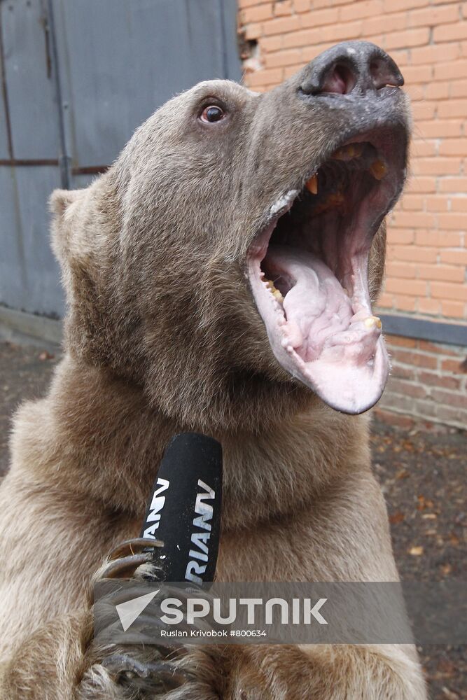 Stepan the Bear in Losiny Ostrov Park