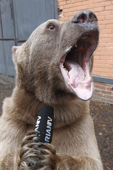 Stepan the Bear in Losiny Ostrov Park