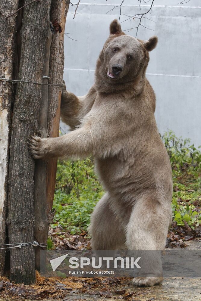 Stepan the Bear in Losiny Ostrov Park