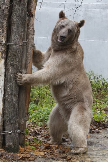 Stepan the Bear in Losiny Ostrov Park