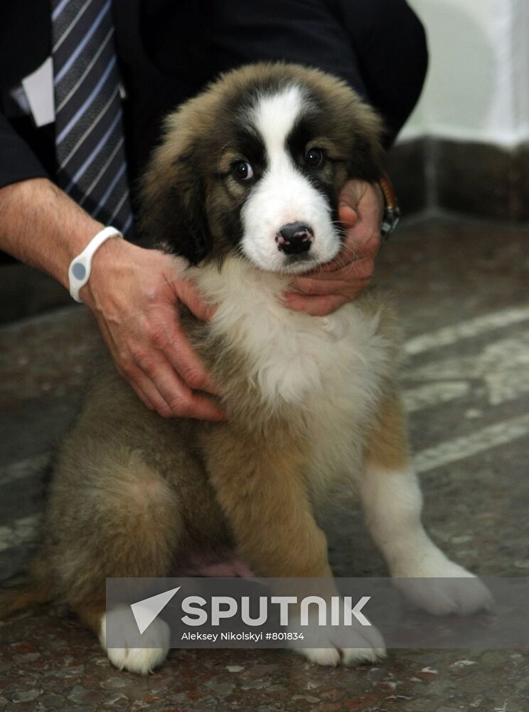 Bulgarian prime minister presents puppy to Vladimir Putin