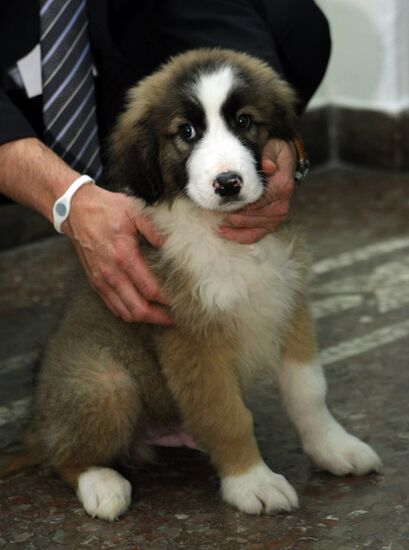 Bulgarian prime minister presents puppy to Vladimir Putin