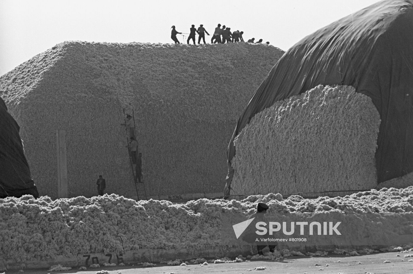 Cotton harvest