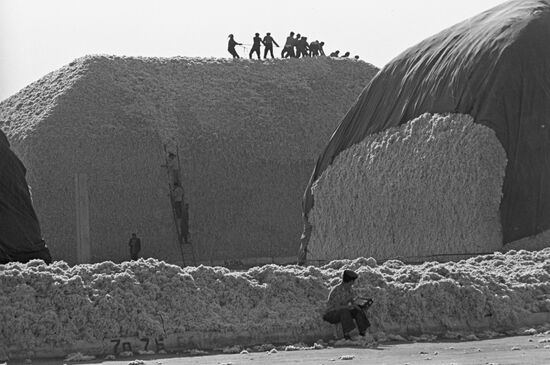 Cotton harvest