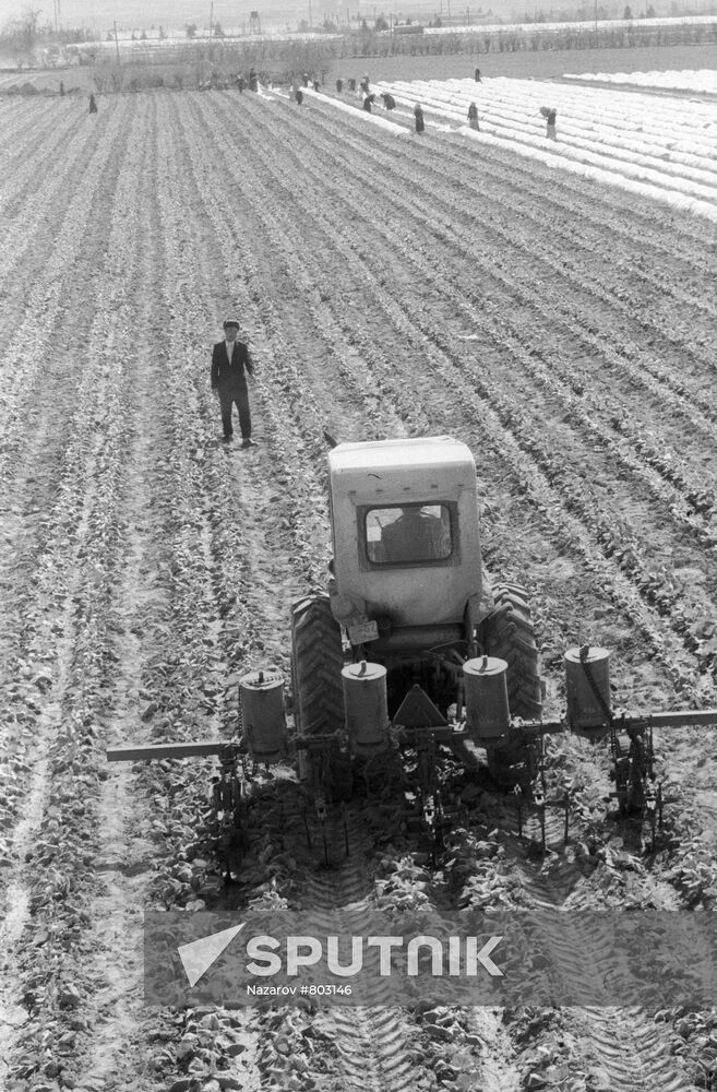 A field of the Socialism collective farm