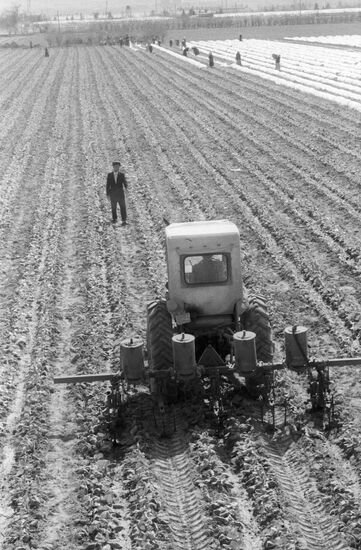 A field of the Socialism collective farm