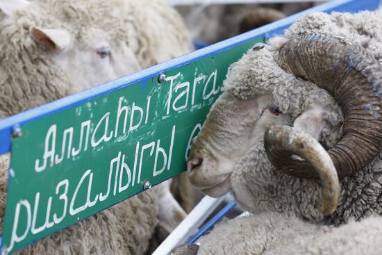 Celebrating the muslim festival Eid al-Adha in Kazan