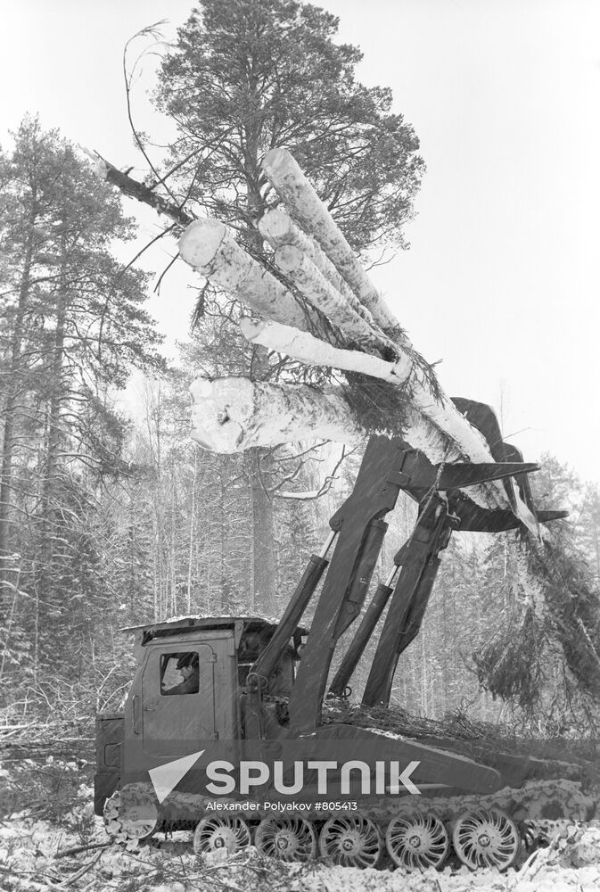 Felling and stockpiling timber
