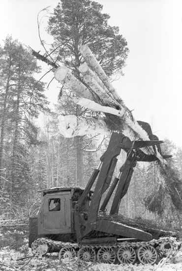 Felling and stockpiling timber