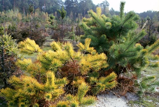 Mutation of pine