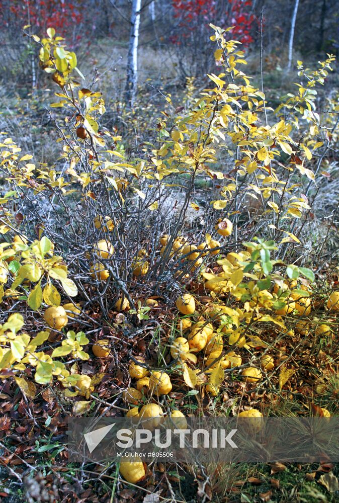 Mutation of quince