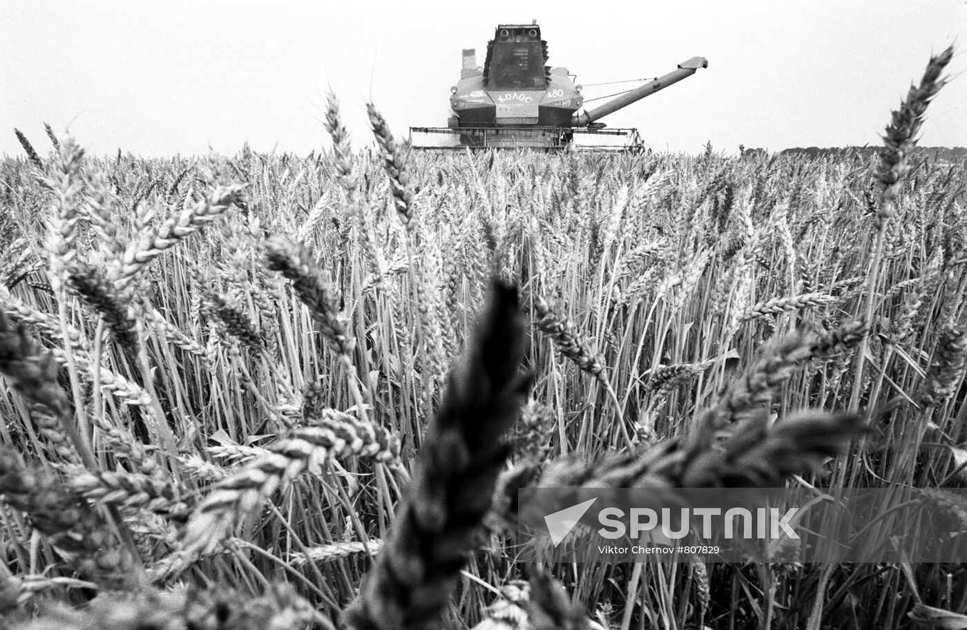 Harvesting grain in the Krasnodar Territory