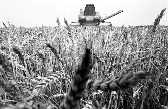 Harvesting grain in the Krasnodar Territory