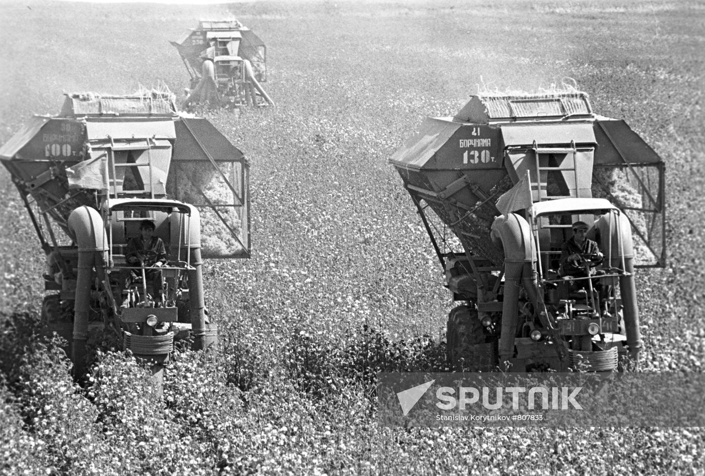 Cotton harvesting