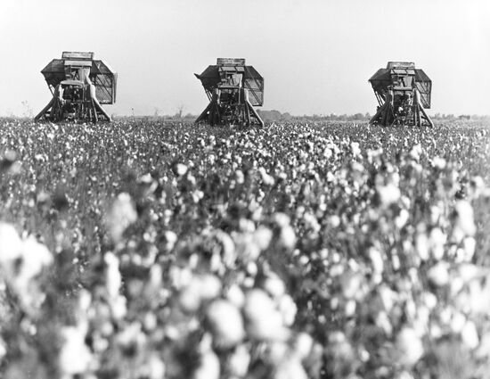 Uzbek cotton
