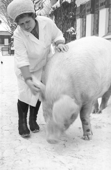 Landrace Pig