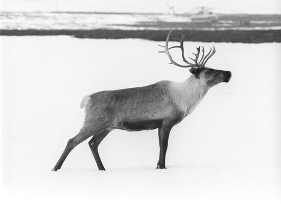 A reindeer