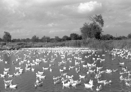 A duck farm