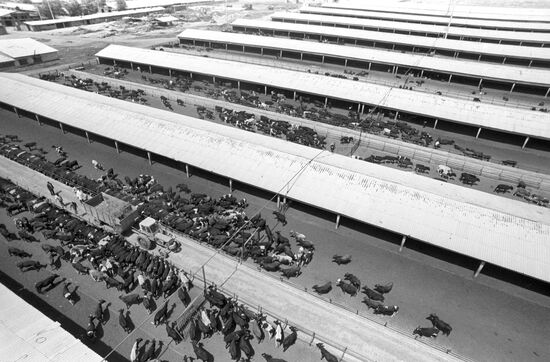The livestock-breeding facility of the Lenin collective farm