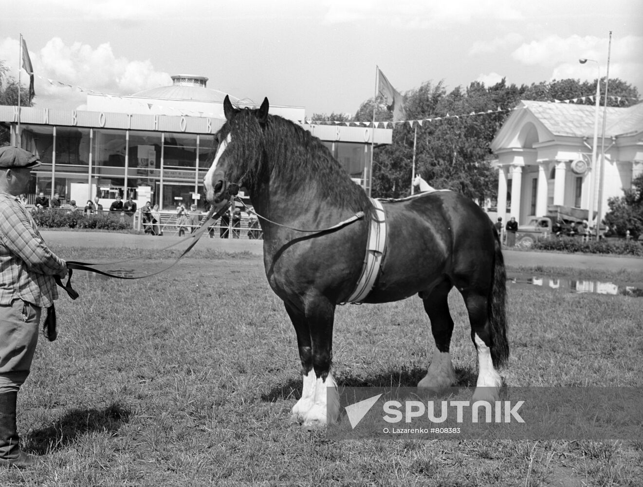 A stallion