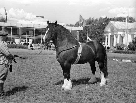 A stallion