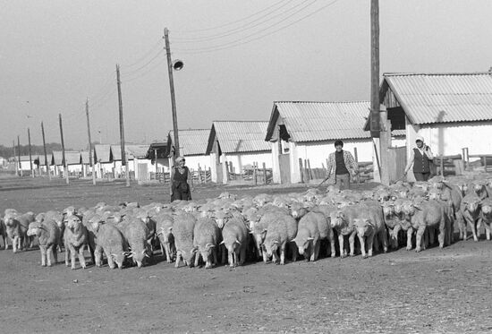 A sheep herd