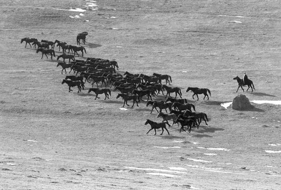 A herd of horses