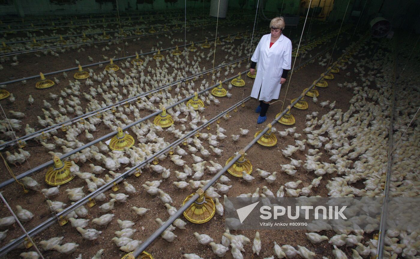 "Mikhailovsky Broiler" poultry plant