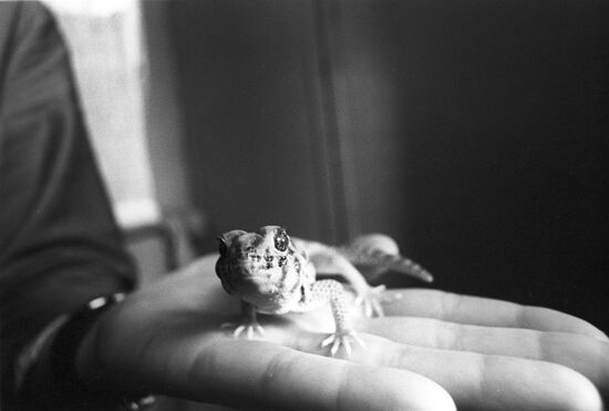 Pet market in Moscow