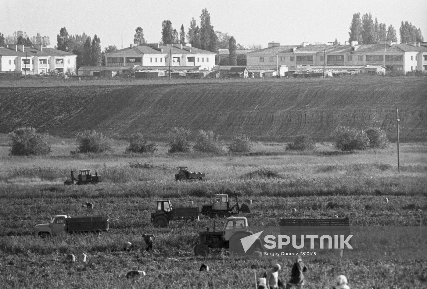 Harvesting vegetables