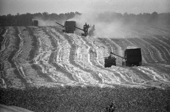 Grain harvest