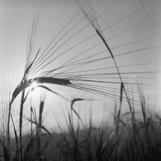 Wheat