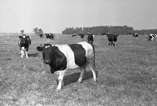 A pasture
