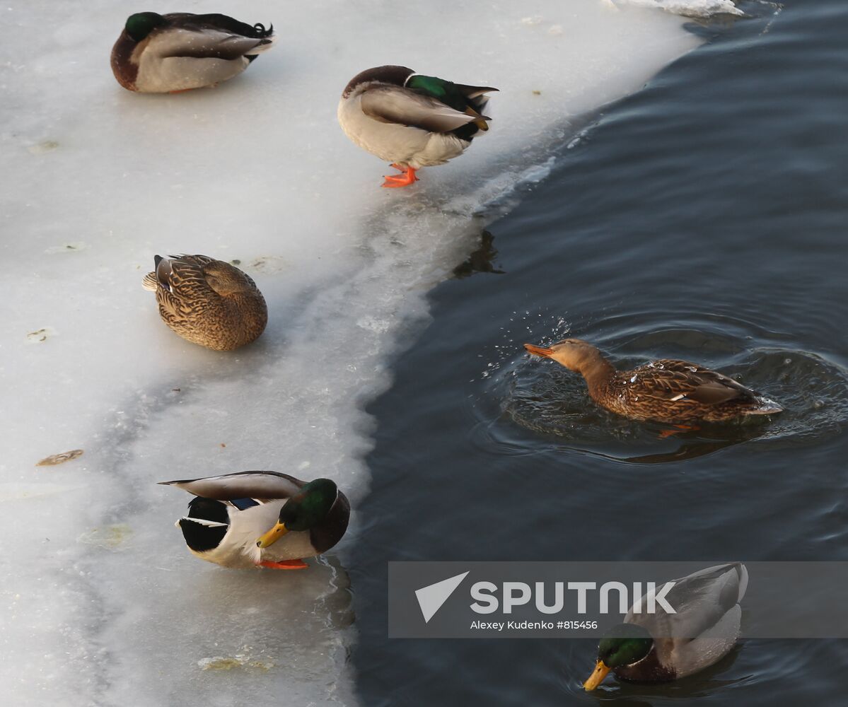 Frost in Moscow