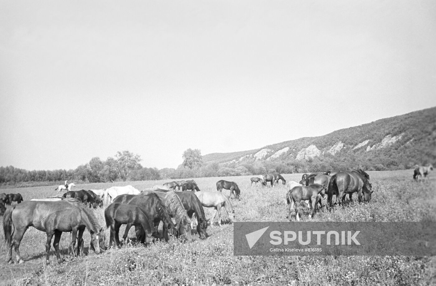 A herd of mares