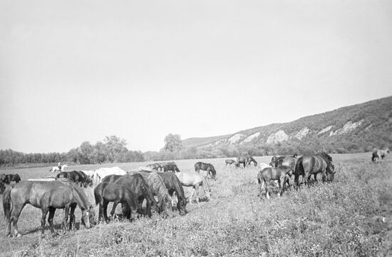 A herd of mares