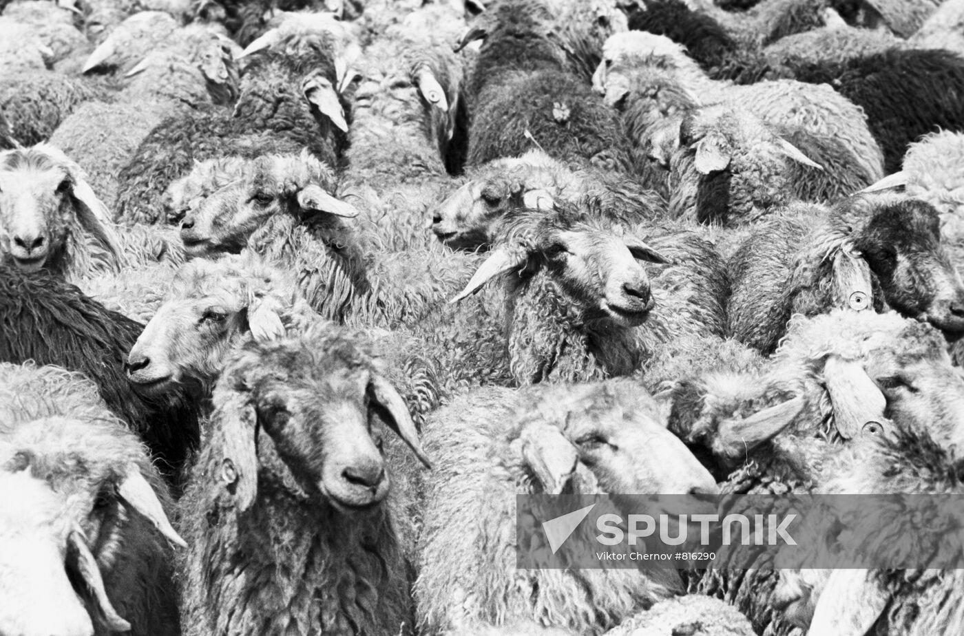 Karakul sheep