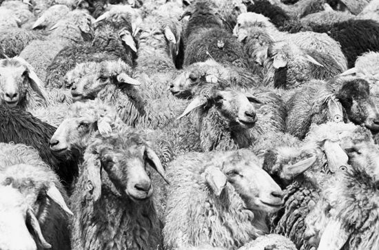 Karakul sheep