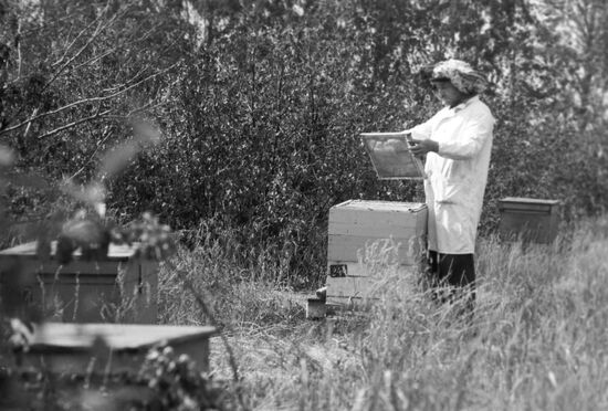 Apiary