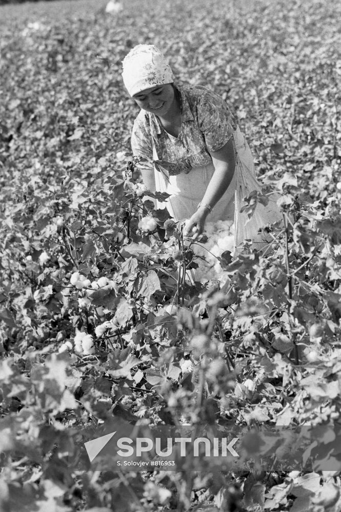 Hand-picking of cotton
