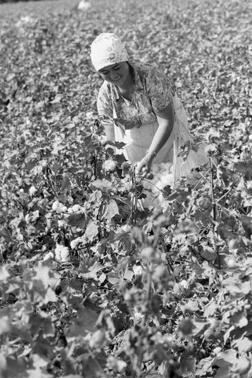 Hand-picking of cotton
