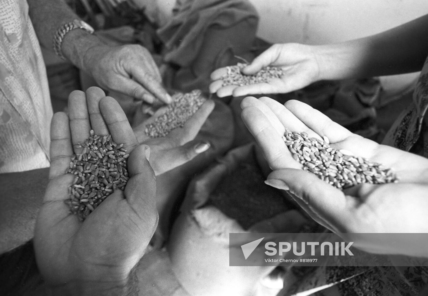 1980 grain crop
