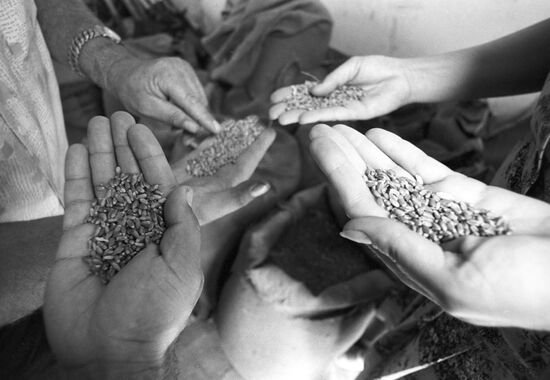 1980 grain crop